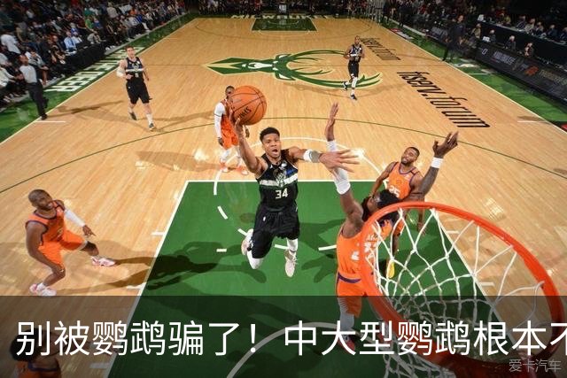 别被鹦鹉骗了！中大型鹦鹉根本不是宠物，是会飞的野生猛禽！